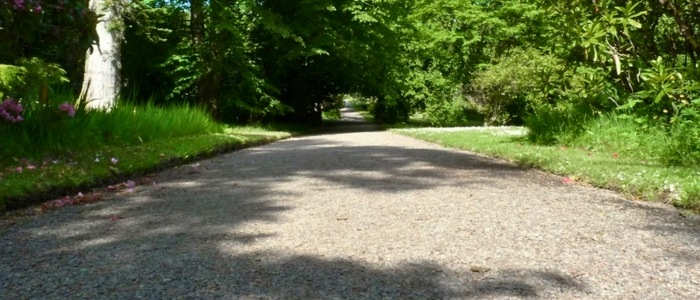 A well-maintained paved road surrounded by vibrant trees and shrubs, highlighting the tranquility of the natural environment.