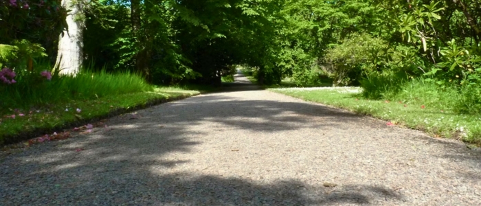 A well-maintained paved road surrounded by vibrant trees and shrubs, highlighting the tranquility of the natural environment.
